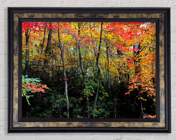 Stunning Colourful Autumn Forest Framed Print