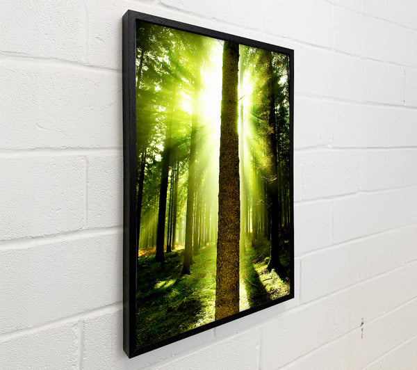 Green Emerald Sunbeam Forest