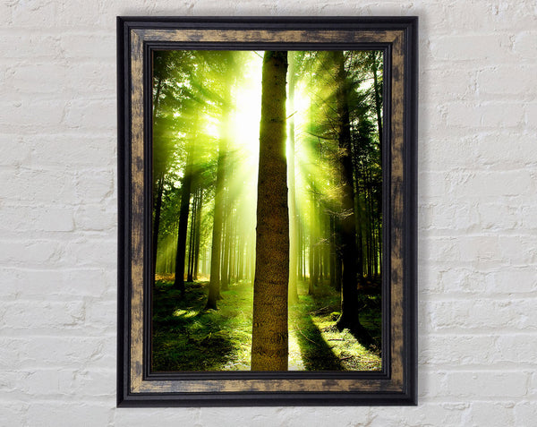 Green Emerald Sunbeam Forest Framed Print