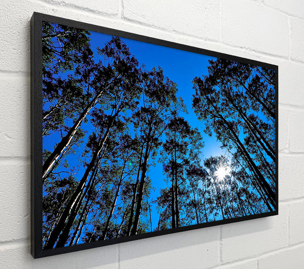 Blue Tree Top Skys
