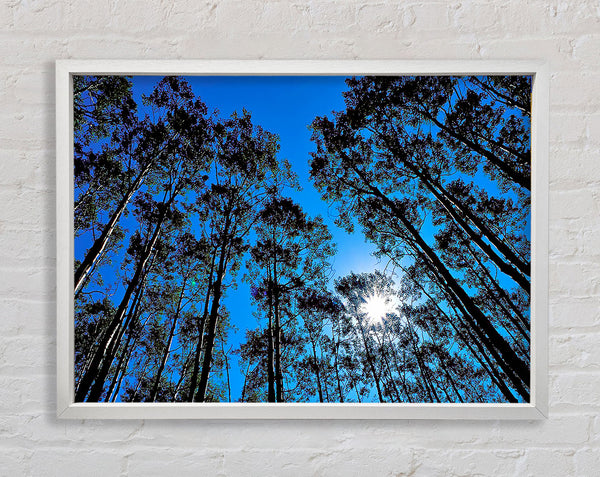 Blue Tree Top Skys Framed Print
