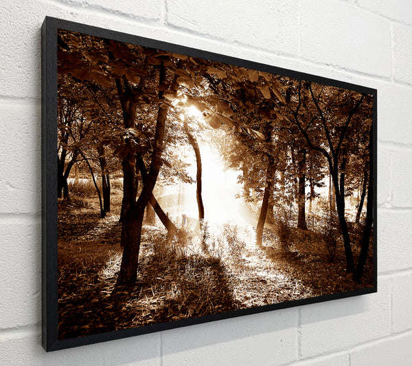 Cocoa Sunbeam Forest