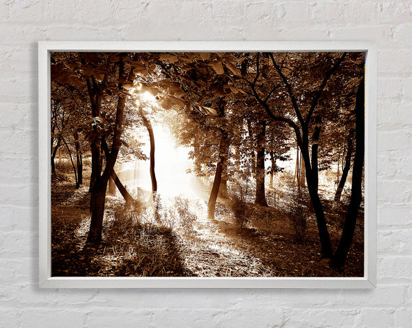 Cocoa Sunbeam Forest Framed Print