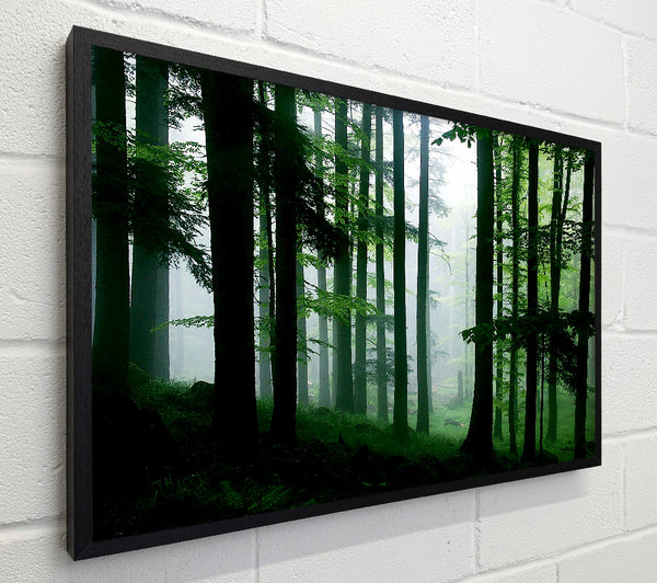 Emerald Forest Mist