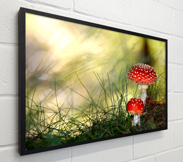 Fly Agaric Mushrooms