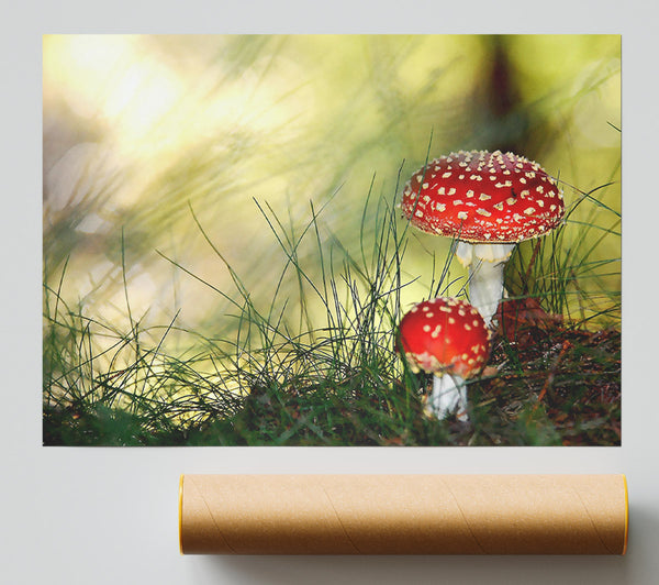 Fly Agaric Mushrooms Print
