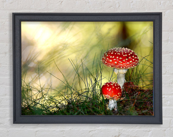 Fly Agaric Mushrooms Framed Print