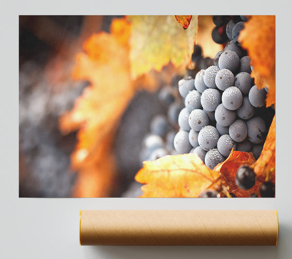 Grapes Poster