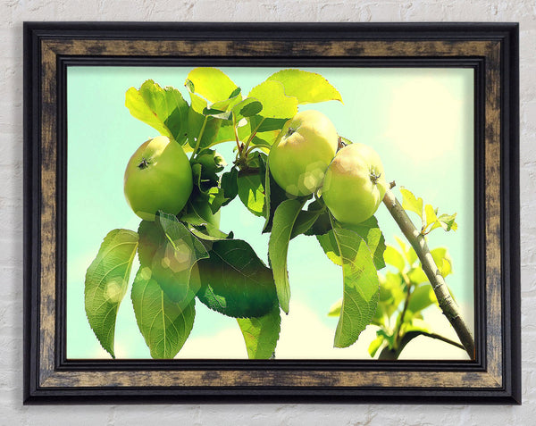 Apple Tree Framed Print