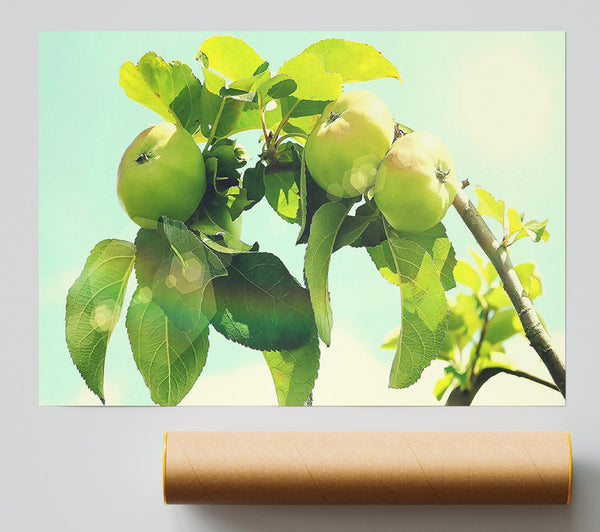 Apple Tree Poster