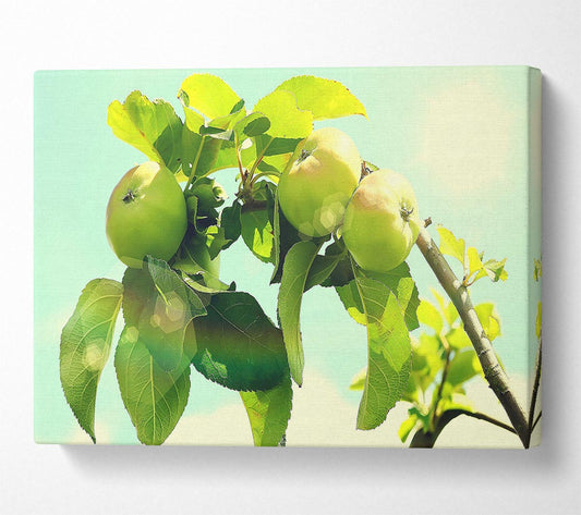 Apple Tree Canvas Wall Art