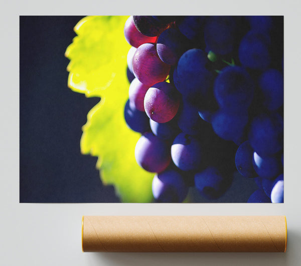 Black Grapes Giclee Print