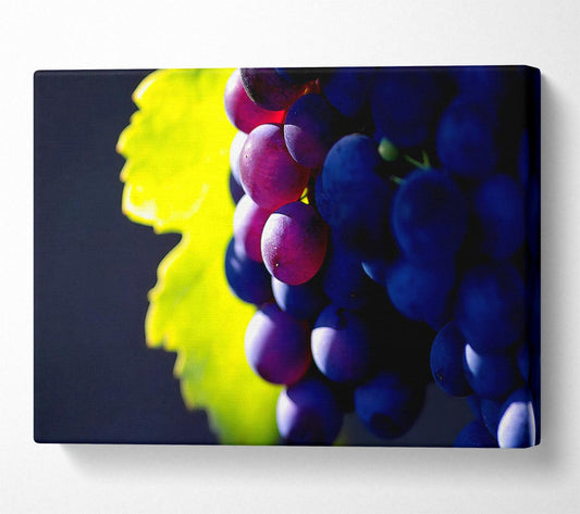 Black Grapes Canvas Wall Art