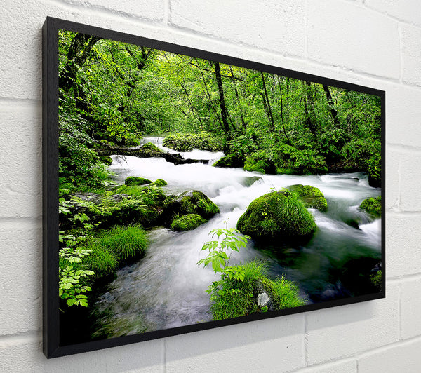 Green Forest Stream