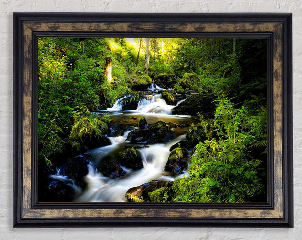 Forest Creek Framed Print