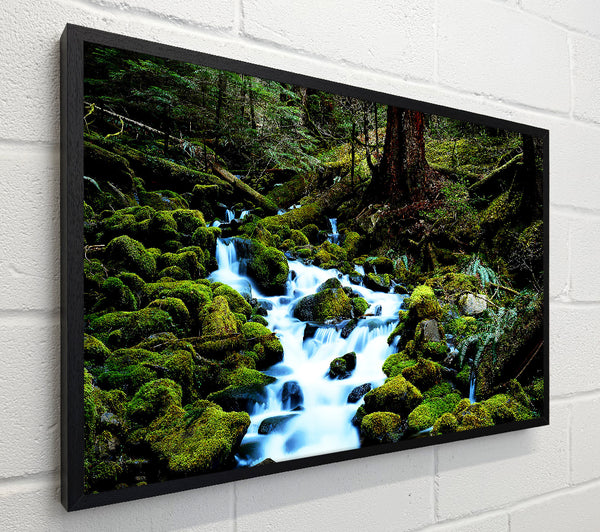 Forest Stream Movement