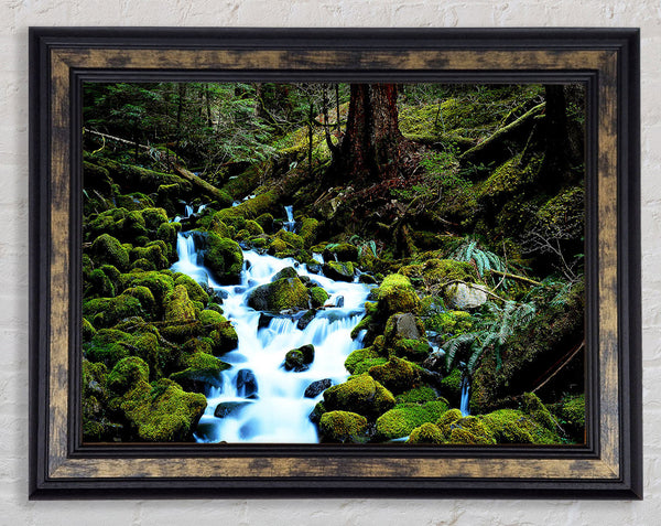 Forest Stream Movement Framed Print