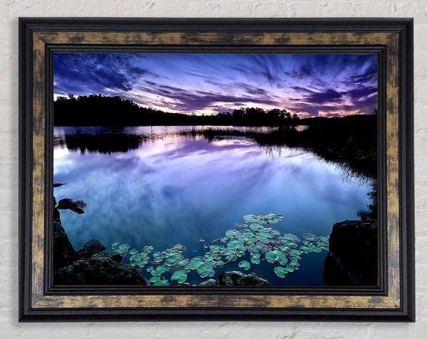 Calm Dusk Water Lily pads Framed Print