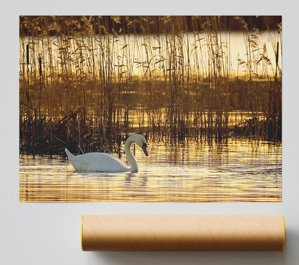 Swan Lake Print