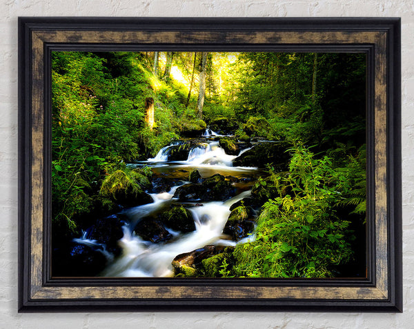 Black Forest In Germany Framed Print