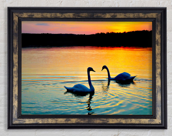 Lake Swans Framed Print