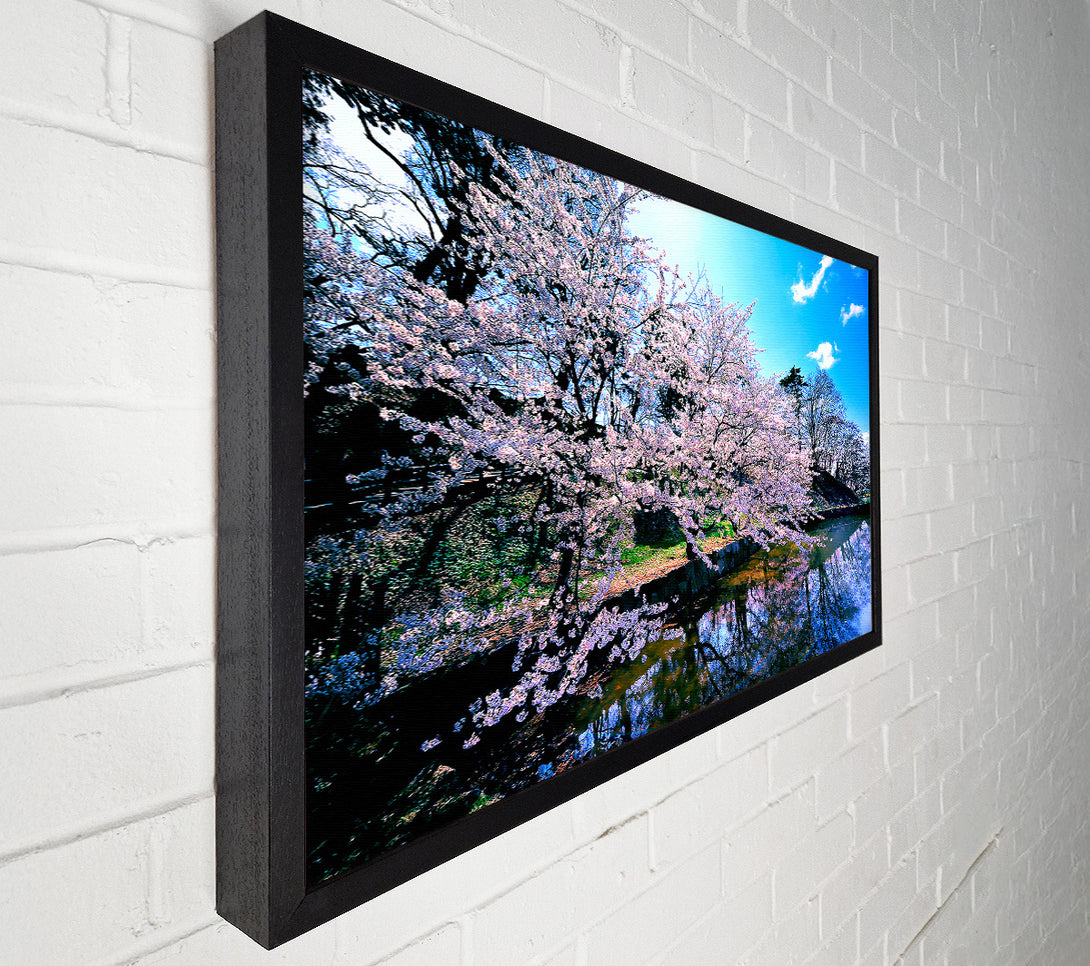  A Canvas Print of Cherry Blossom Trees Canvas Print