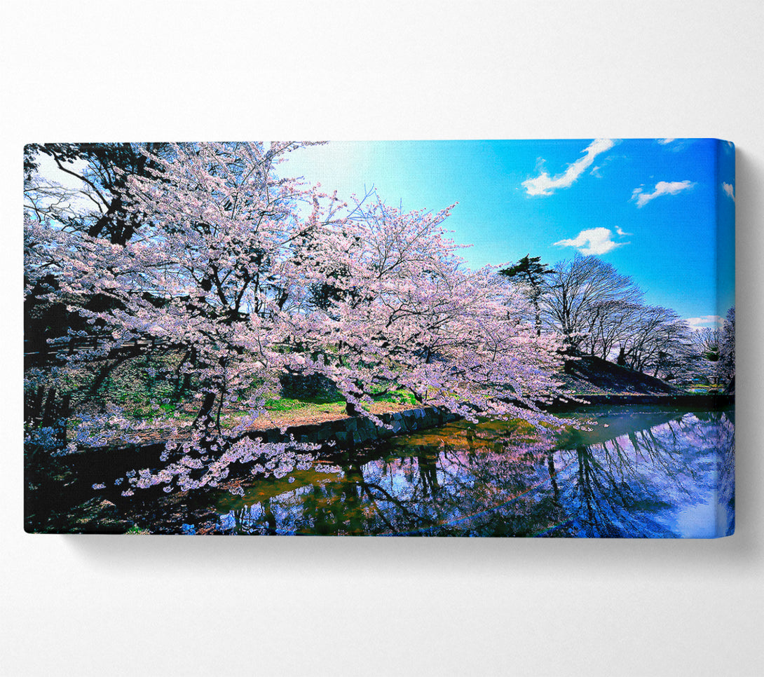  A Canvas Print of Cherry Blossom Trees Canvas Print