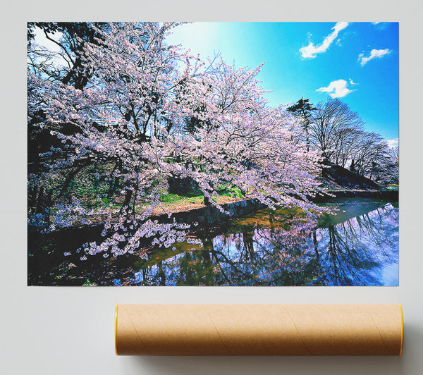 Cherry Blossom Trees Poster