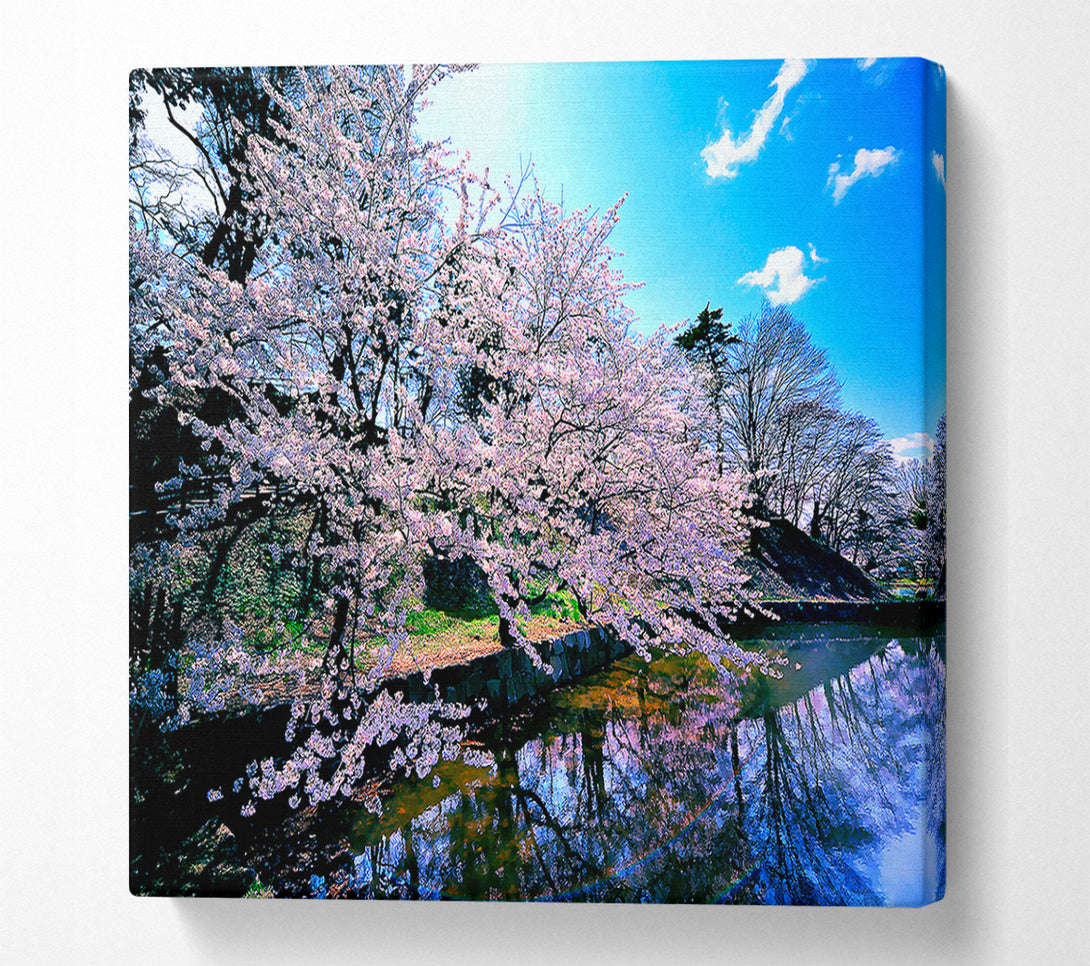  A Canvas Print of Cherry Blossom Trees Canvas Print