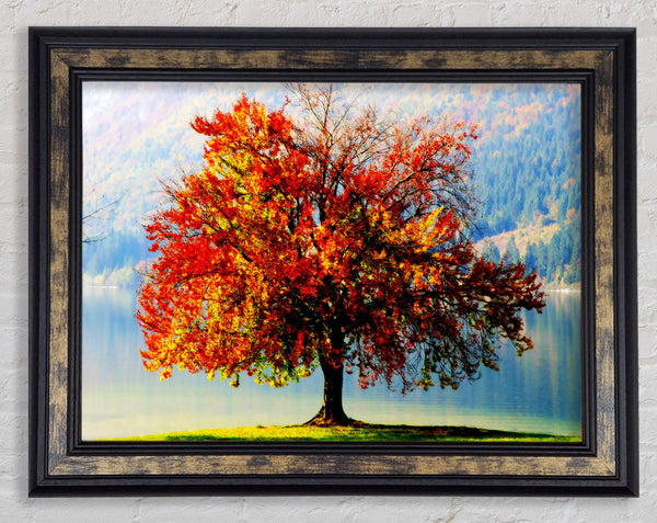 The Old Winter Tree In Autumn Framed Print