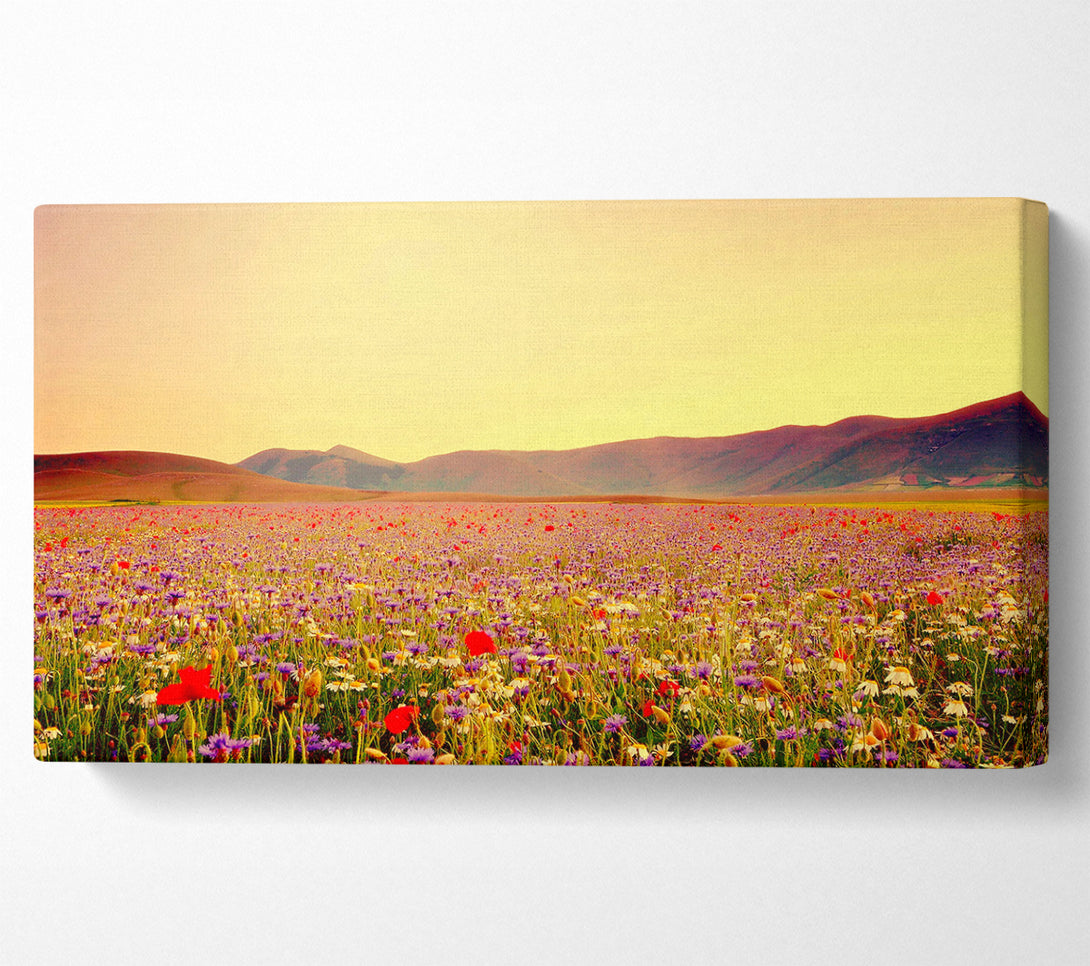  A Canvas Print of Sunny Field Of Beautiful Wild Flowers Canvas Print