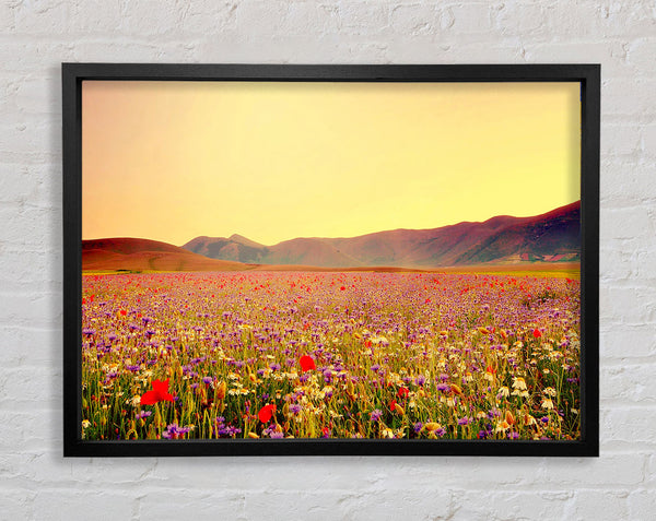 Sunny Field Of Beautiful Wild Flowers Framed Print
