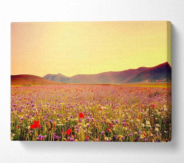  A Canvas Print of Sunny Field Of Beautiful Wild Flowers Canvas Print