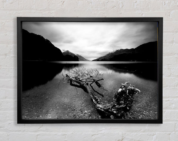 Tree In The Lake B n W Framed Print