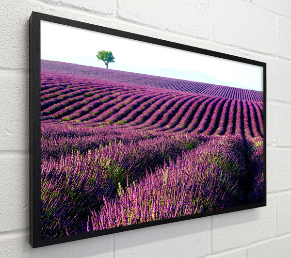 Summer Lavender Fields