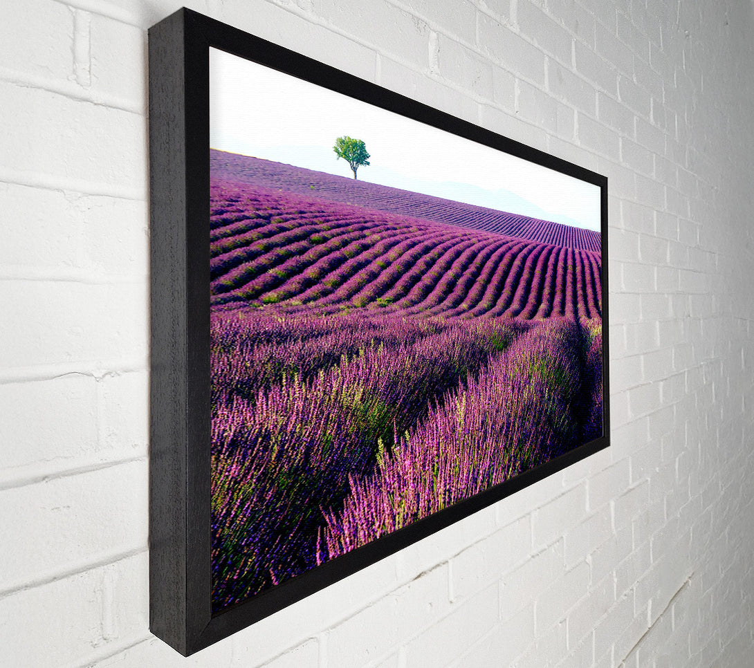  A Canvas Print of Summer Lavender Fields Canvas Art