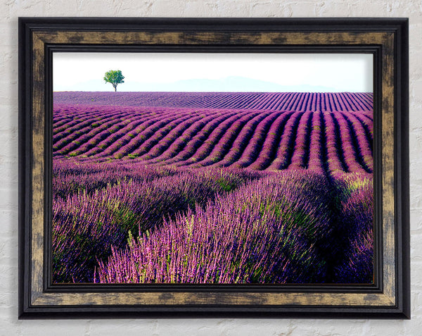 Summer Lavender Fields Framed Print