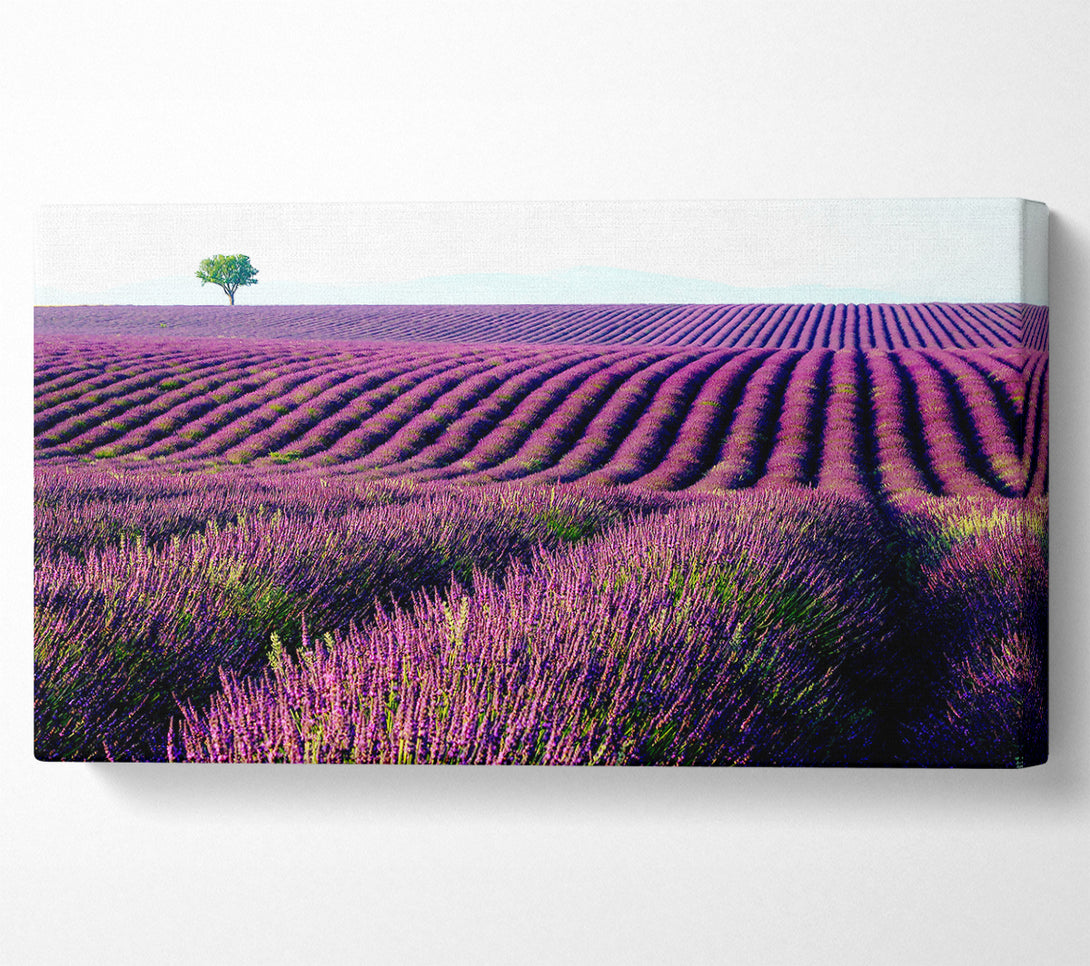  A Canvas Print of Summer Lavender Fields Canvas Art
