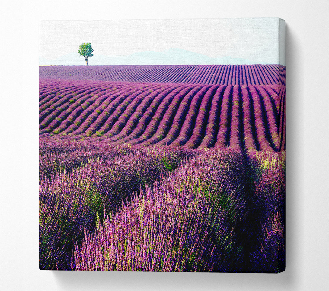  A Canvas Print of Summer Lavender Fields Canvas Art