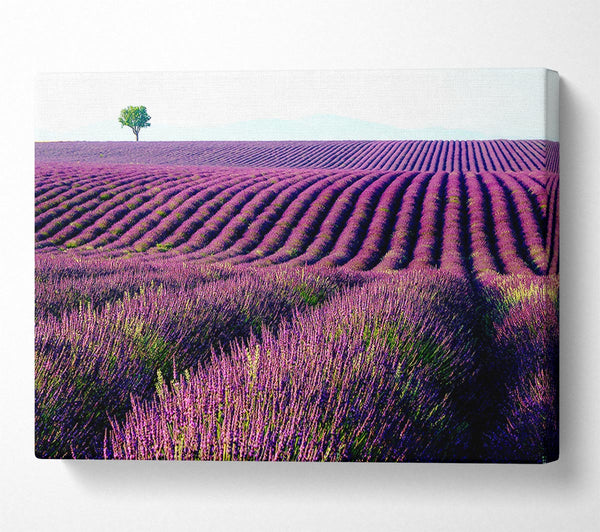  A Canvas Print of Summer Lavender Fields Canvas Art