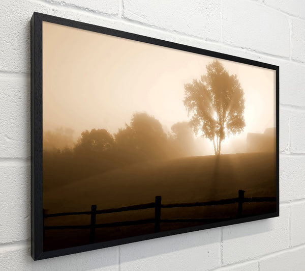 Foggy Morning