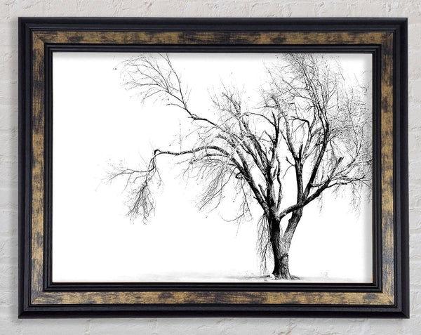 Cold Winter Tree Framed Print
