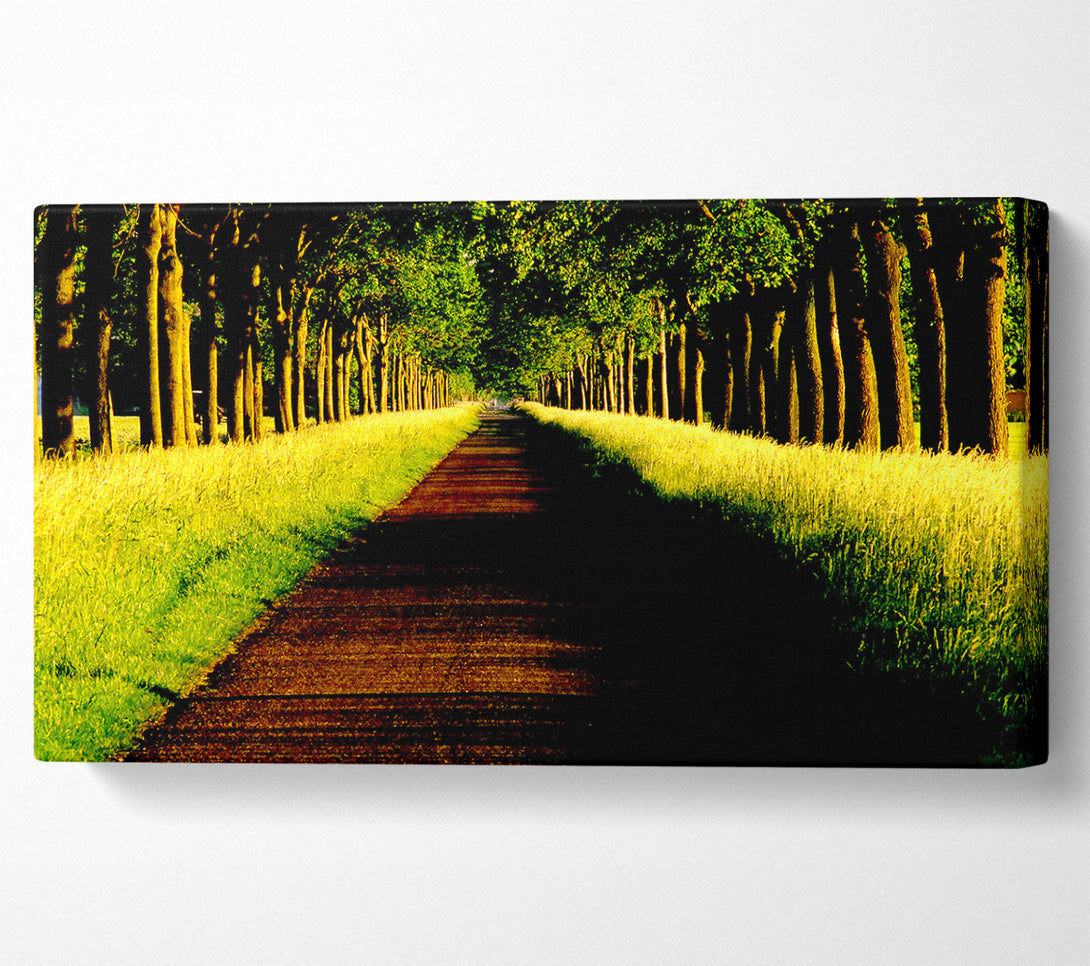  A Canvas Print of Tree Alley Canvas Print