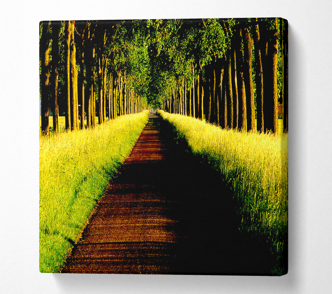  A Canvas Print of Tree Alley Canvas Print