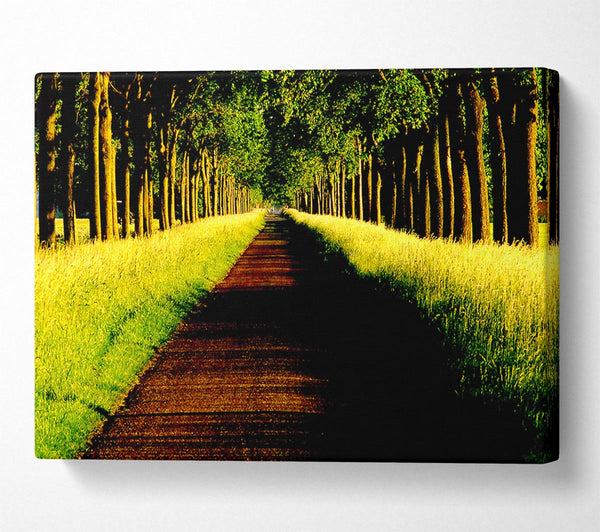  A Canvas Print of Tree Alley Canvas Print