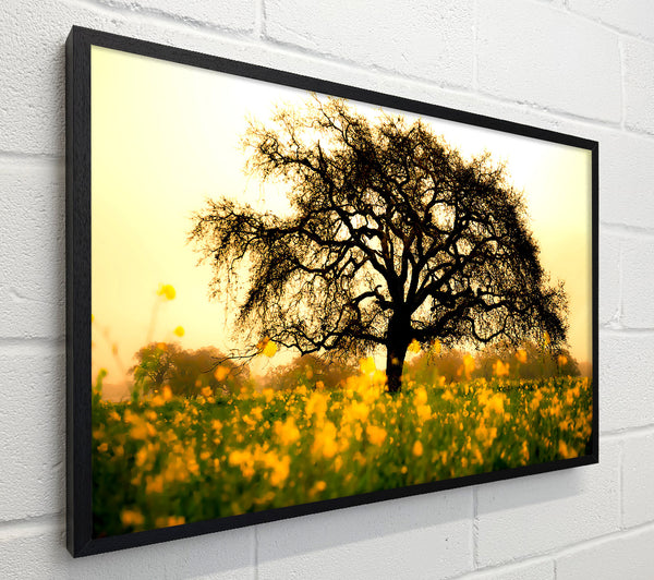 Spring Field