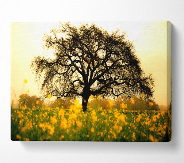  A Canvas Print of Spring Field Canvas Print