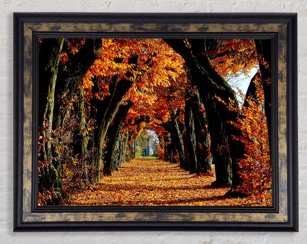 Beautiful Path Framed Print