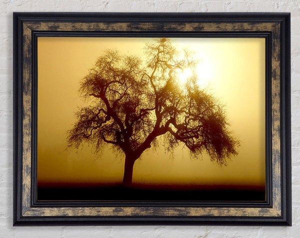 Early Morning Fog Tree Framed Print
