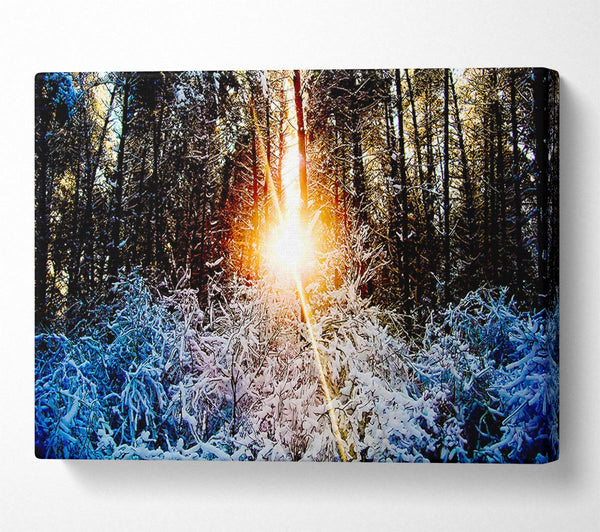  A Canvas Print of Sunlight Through Trees Winter Canvas Wall Art